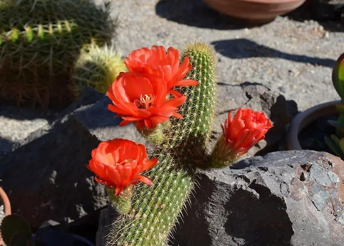 Holiday home Cactus Hideaway With Sea Views *