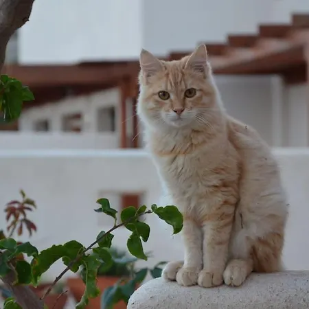 Σπίτι διακοπών Cactus Hideaway With Sea Views *