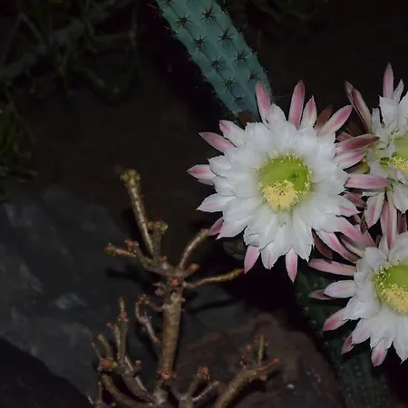 Cactus Hideaway With Sea Views *