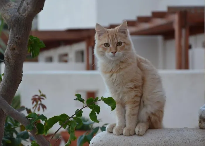 Casa de Férias Cactus Hideaway With Sea Views *