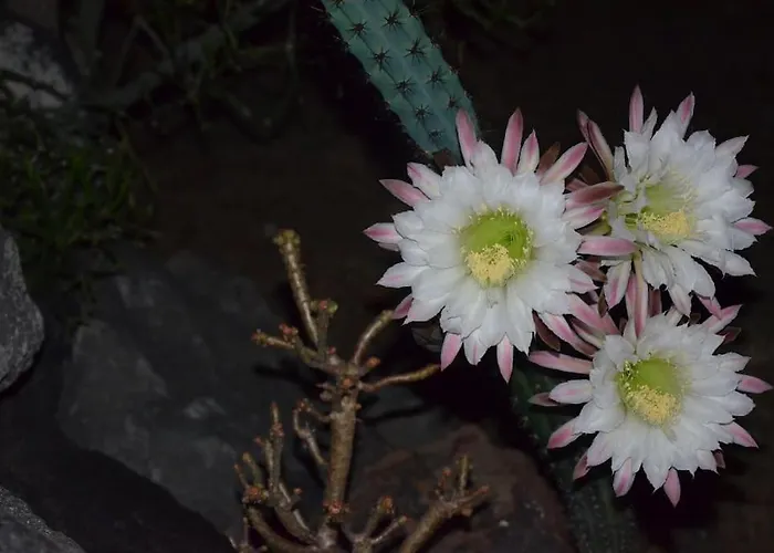 Cactus Hideaway With Sea Views *