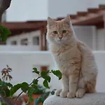 Semesterbostad Cactus Hideaway With Sea Views *