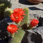 Semesterbostad Cactus Hideaway With Sea Views *