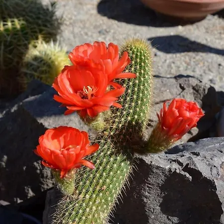 別荘 Cactus Hideaway With Sea Views *